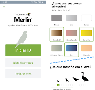 Le migliori app per identificare gli uccelli