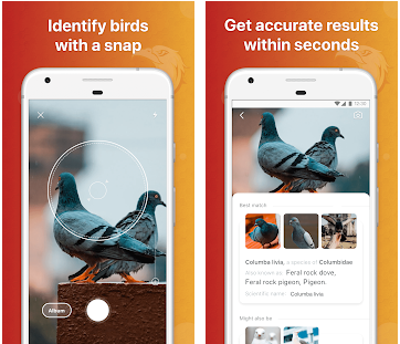 Le migliori app per identificare gli uccelli