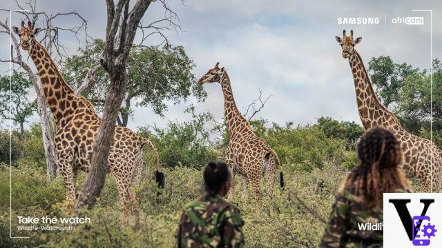 Samsung Wildlife Watch transforma você em guarda-parques virtuais