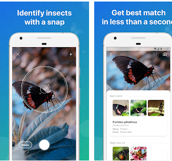 Le migliori applicazioni per identificare gli insetti