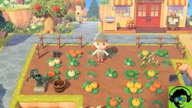 Animal Crossing - Como cultivar abóboras