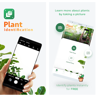 As melhores aplicações para identificar plantas