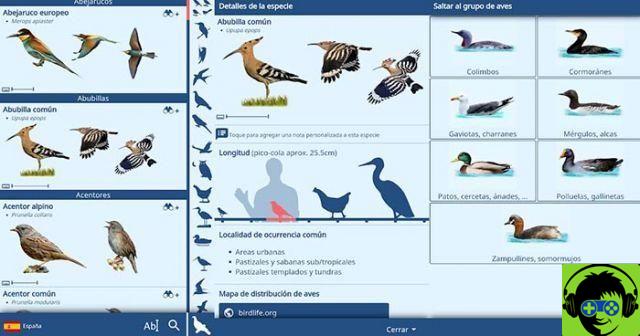 Merlin et 6 autres applications pour identifier les oiseaux avec les téléphones portables (2021)