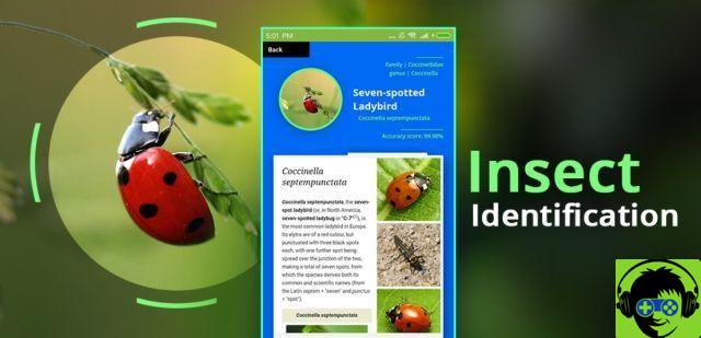 The 4 apps to identify the most recommended insects