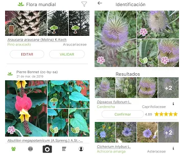 Le migliori app per identificare le piante